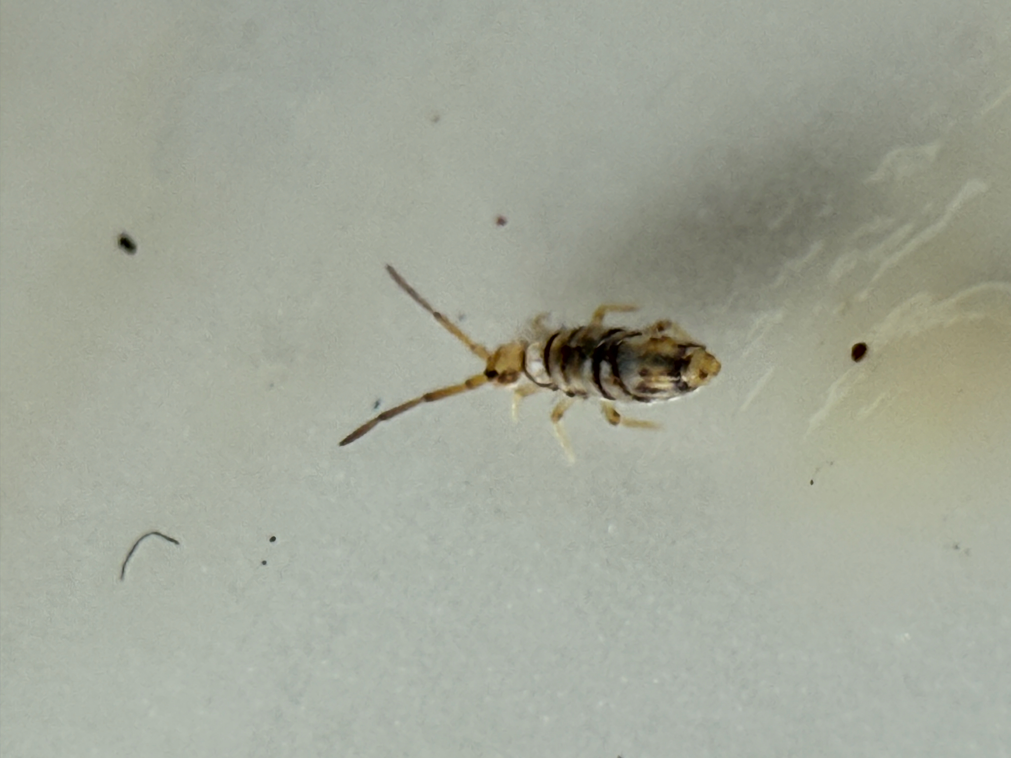 Entomobrya atrocincta Schött, 1896