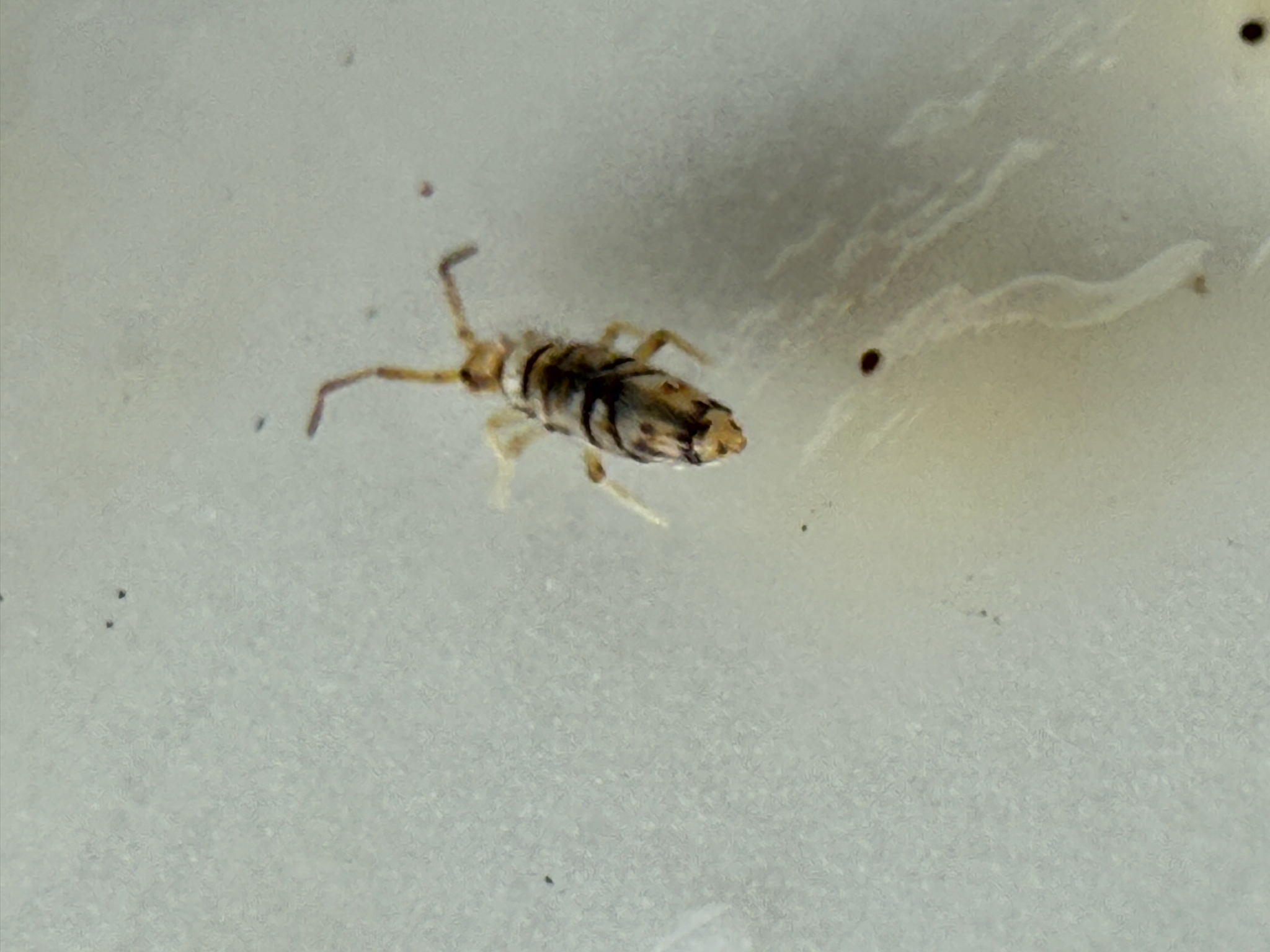 Entomobrya atrocincta Schött, 1896