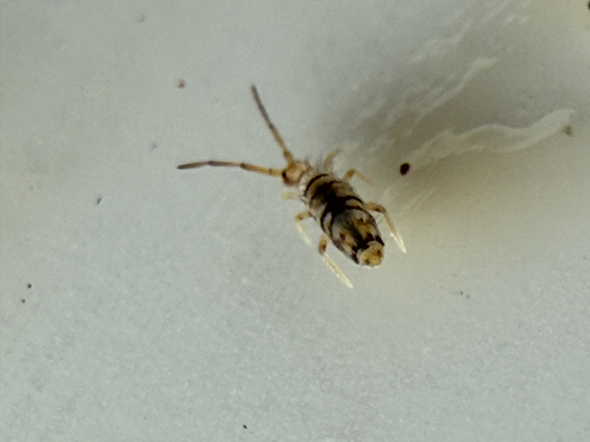 Entomobrya atrocincta Schött, 1896