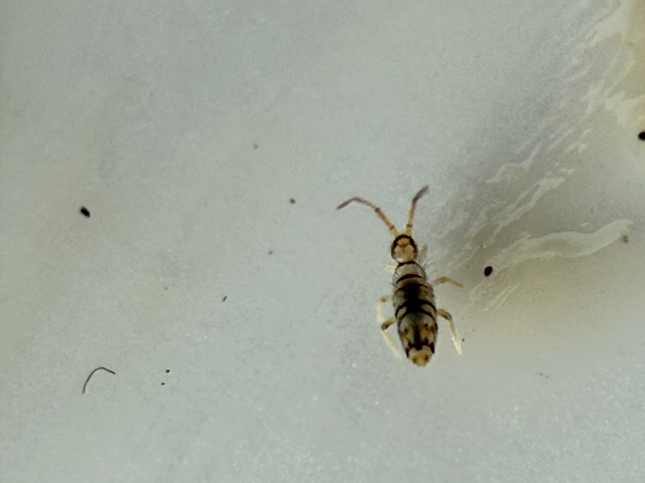 Entomobrya atrocincta Schött, 1896