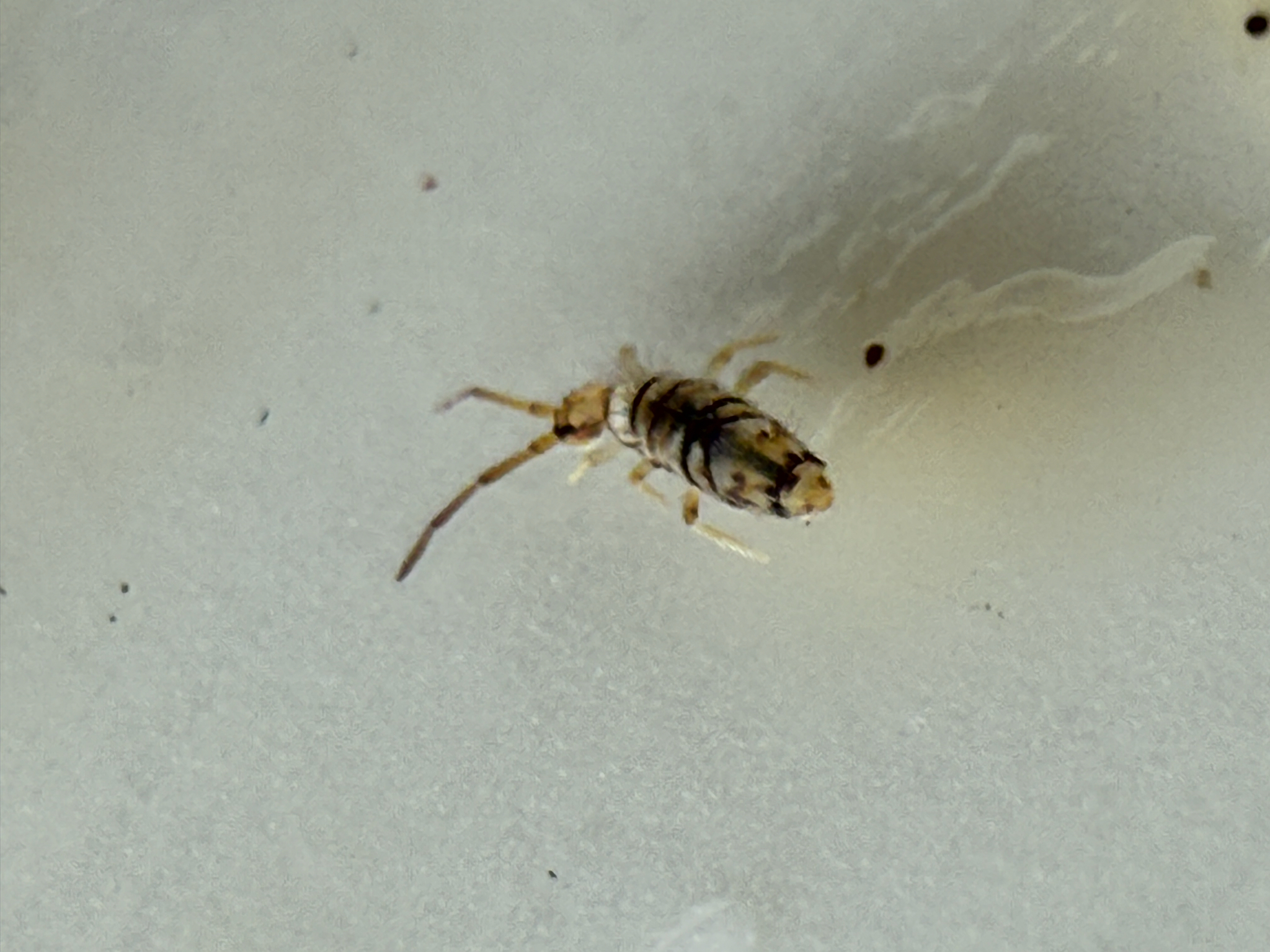 Entomobrya atrocincta Schött, 1896