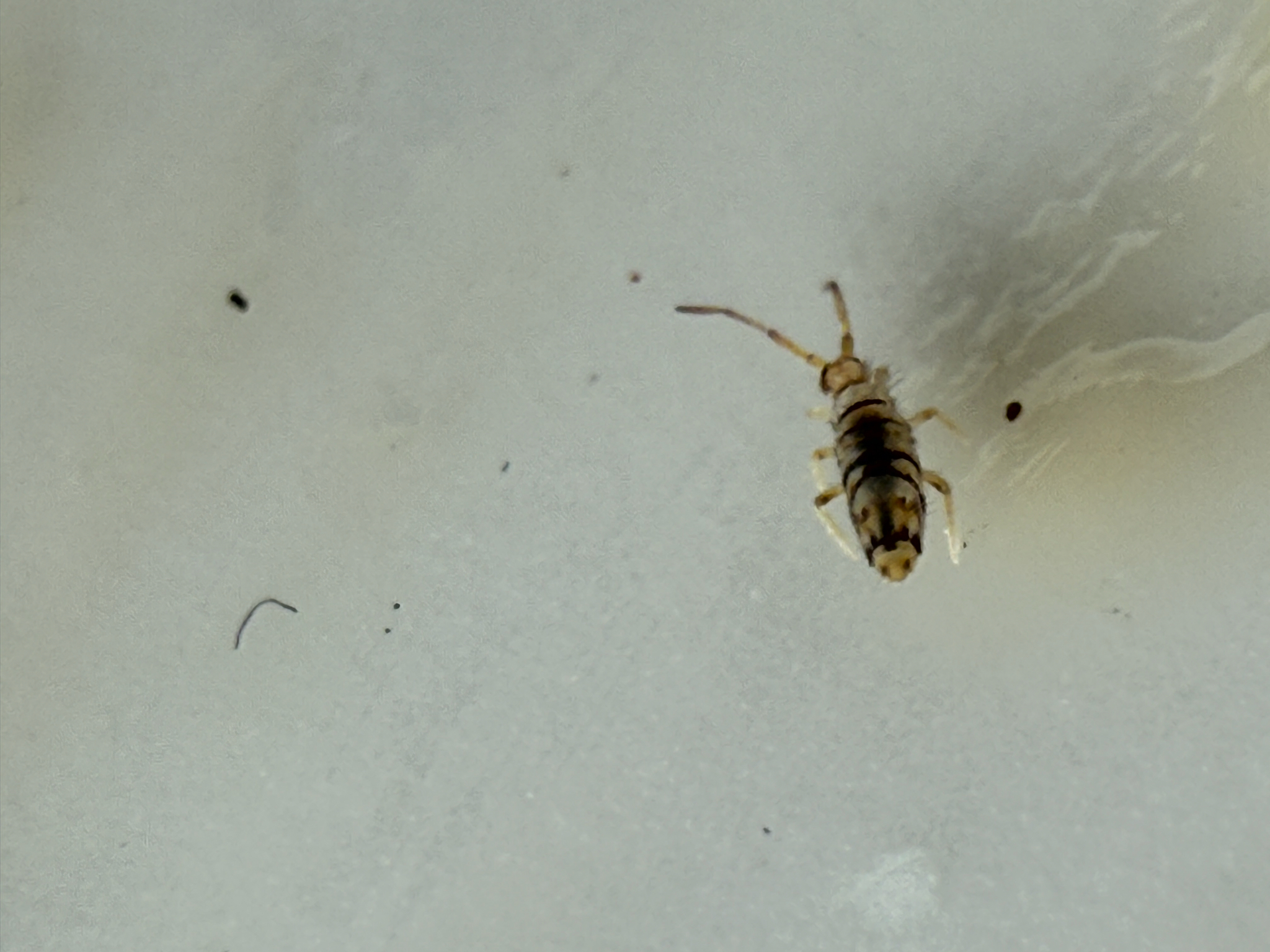 Entomobrya atrocincta Schött, 1896