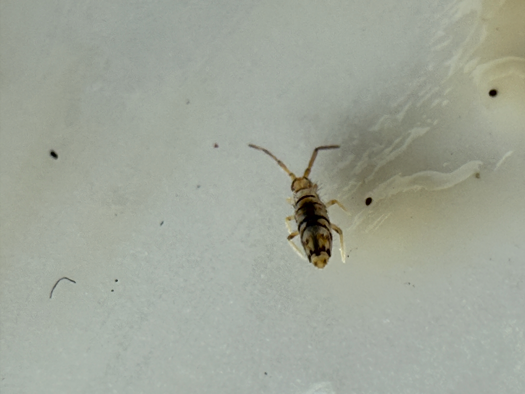 Entomobrya atrocincta Schött, 1896