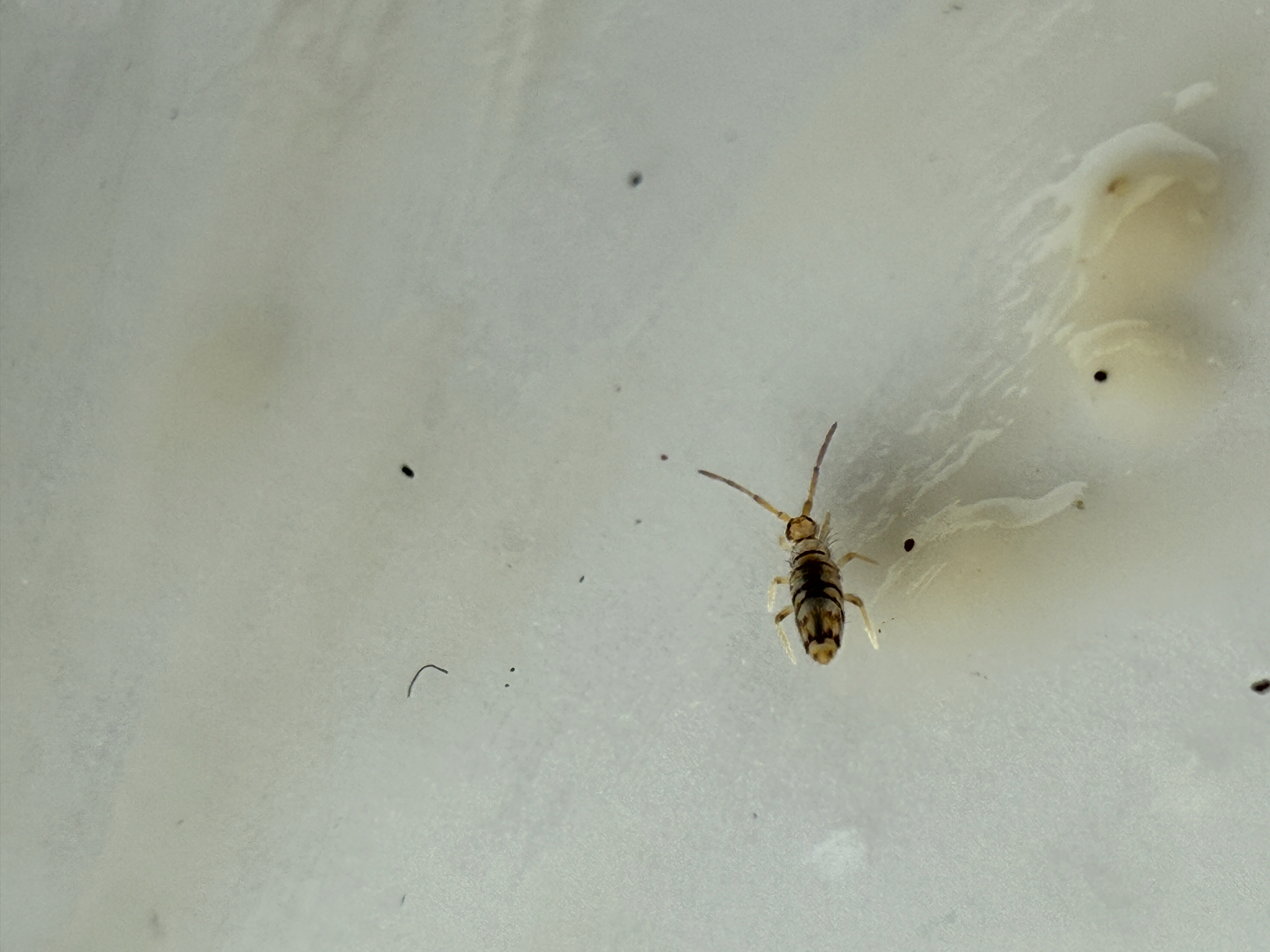 Entomobrya atrocincta Schött, 1896