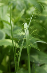 Poa remota