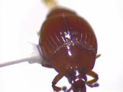 Phelister subrotundus