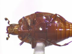 Phelister subrotundus