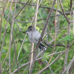 Thamnophilus pelzelni