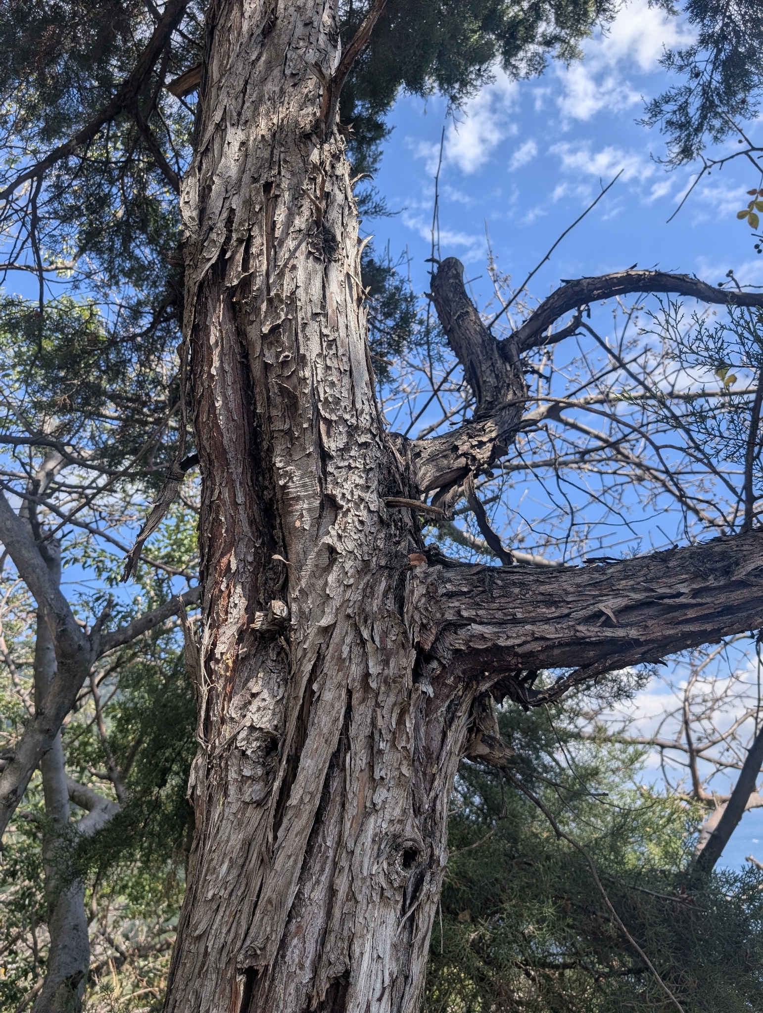 Mexican Cypress (Hesperocyparis lusitanica)