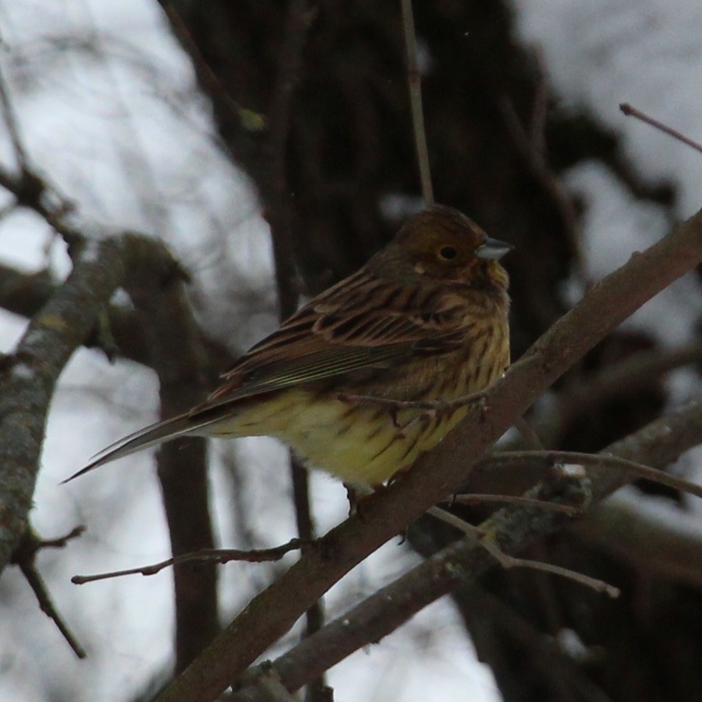 Yellowhammer (Emberiza citrinella), photo 2