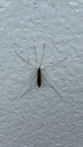 Unknown species found near Otter Cir, Barnegat, NJ, US