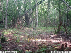 Sylvilagus cunicularius