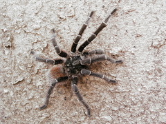 Araneae
