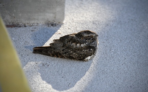 Common Nighthawk observed by plawrynpx