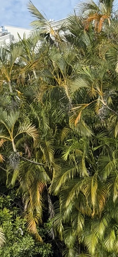 Palma areca