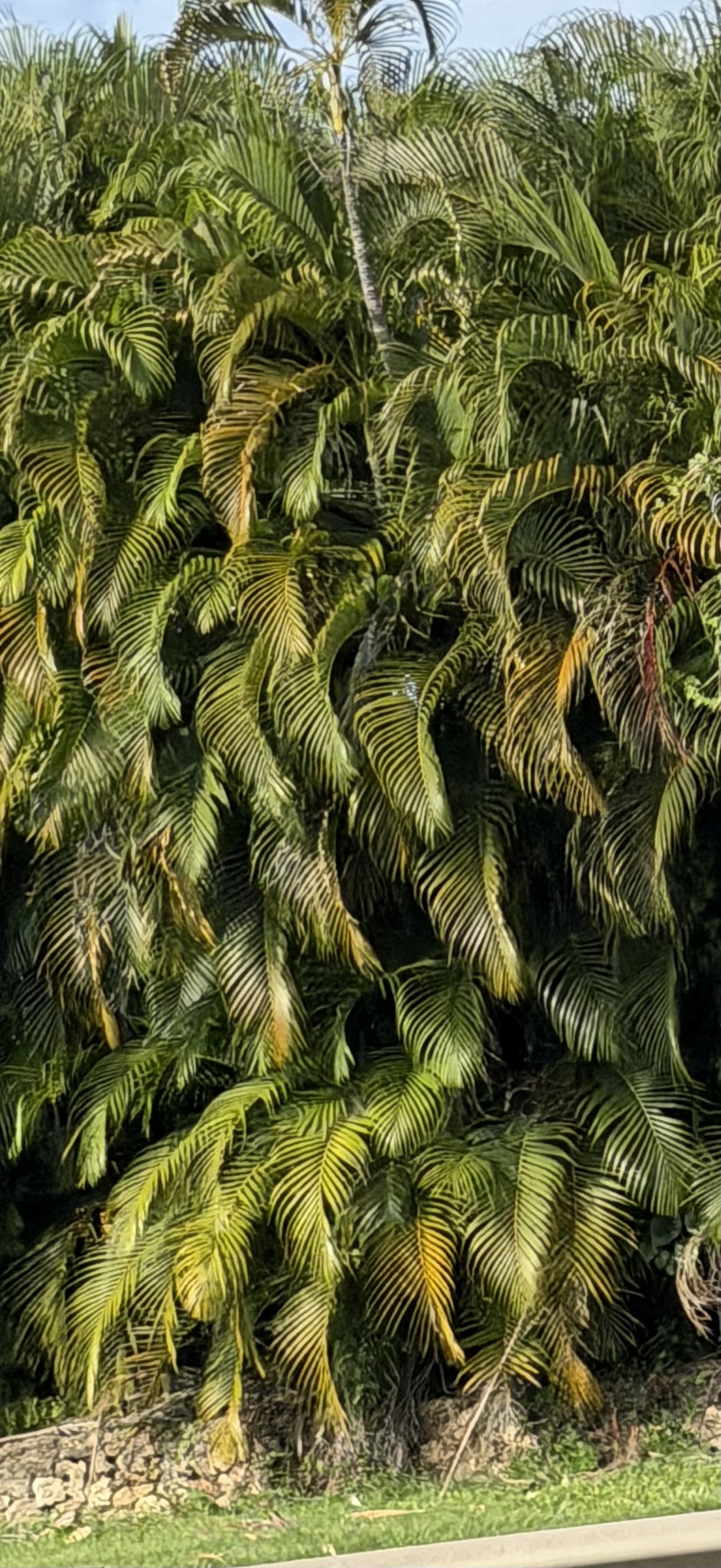 Imagem de palmeira-areca