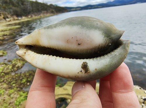 Cypraea hesitata observed 2026-01-01