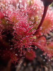 Drosera uniflora