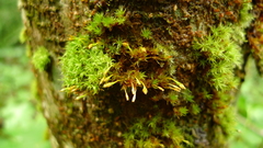 Ulota obtusiuscula