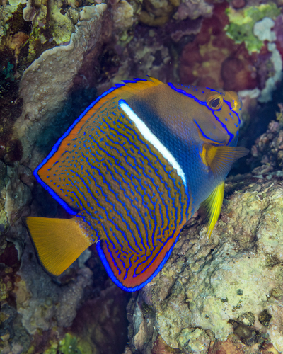 King angelfish