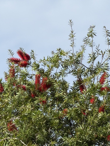 Callistemon viminalis