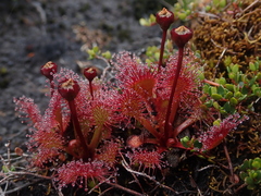 Drosera uniflora