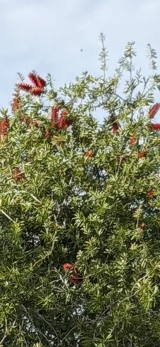 Callistemon viminalis