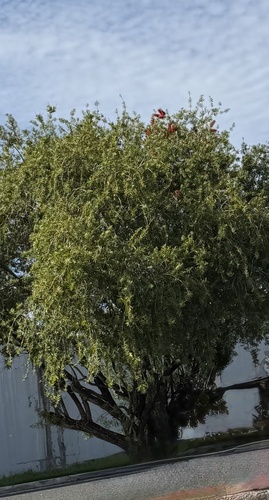 Callistemon viminalis