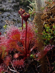 Drosera uniflora