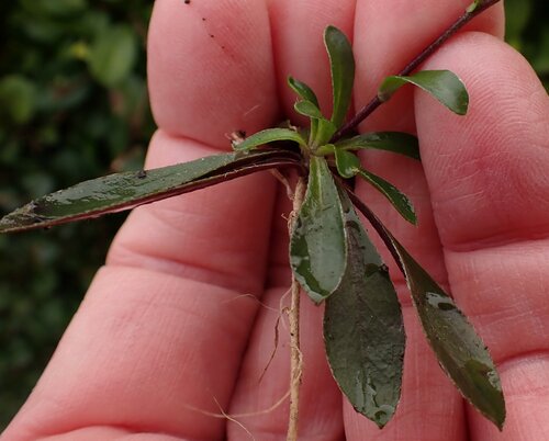 Arabis procurrens, photograph 6
