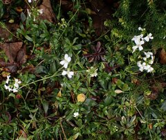 (c) Jon Mortin, some rights reserved (CC BY) Arabis procurrens, photograph (c) Jon Mortin, some rights reserved (CC BY)