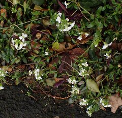 (c) Jon Mortin, some rights reserved (CC BY) Arabis procurrens, photograph (c) Jon Mortin, some rights reserved (CC BY)