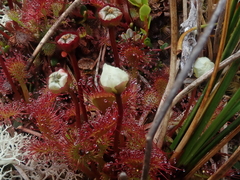 Drosera uniflora