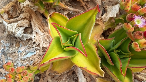 elephant salt salad (Mesembryanthemum barklyi)