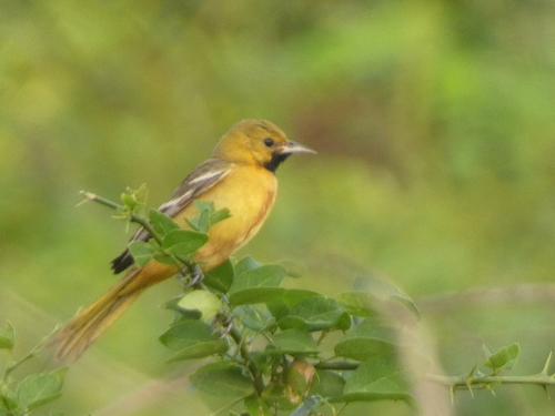 Orchard Oriole (Icterus spurius)
