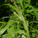 Carex rhynchophysa - Photo (c) Svetlana Nesterova,  זכויות יוצרים חלקיות (CC BY-NC), uploaded by Svetlana Nesterova