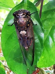 Cryptotympana aquila