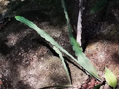 Epiphyllum oxypetalum