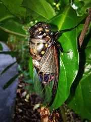 Cryptotympana aquila