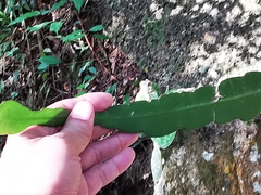 Epiphyllum oxypetalum