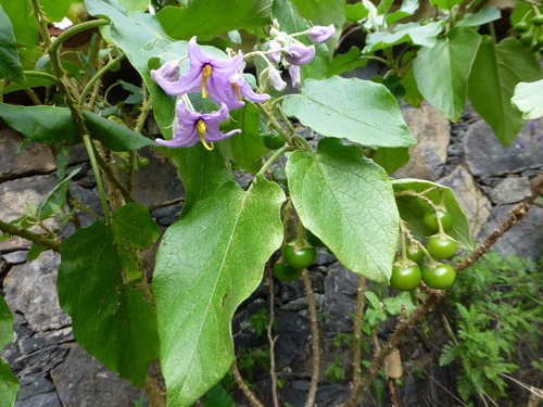 Solanum vespertilio, photograph 1