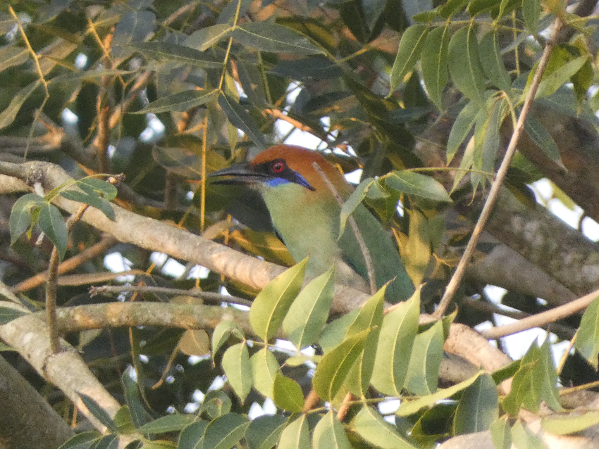 Russet-crowned Motmot (Momotus mexicanus), photo 2