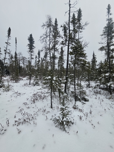 Black spruce