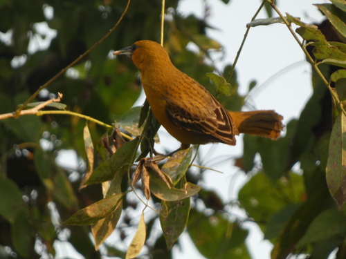 Streak-backed Oriole (Icterus pustulatus)