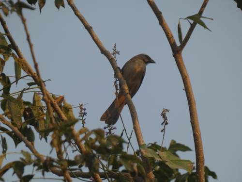Cinnamon-bellied Saltator (Saltator grandis), photo 2