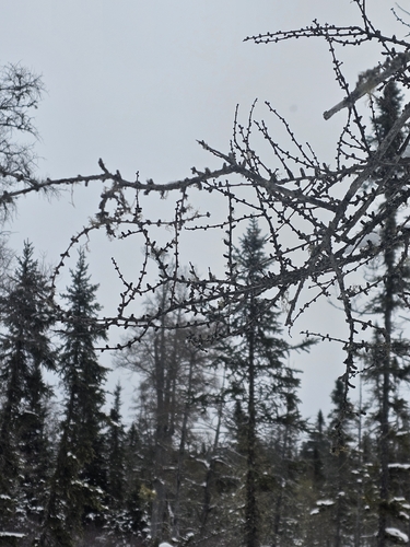Alaskan larch