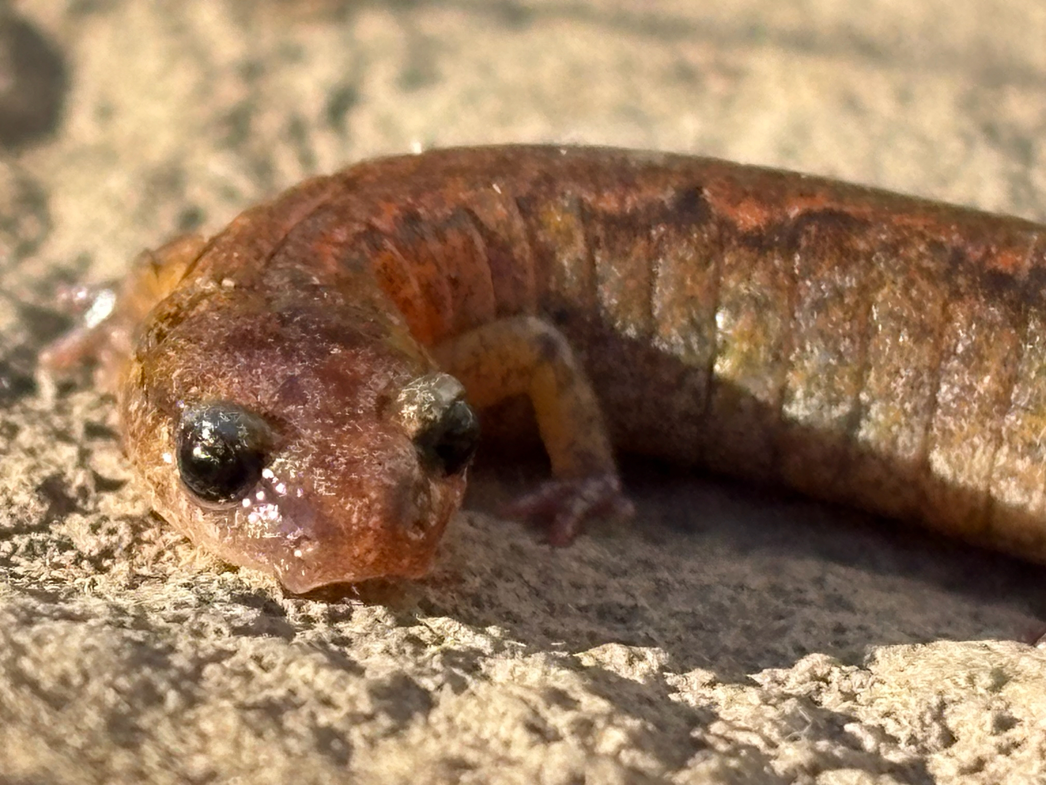 Plethodon websteri Highton, 1979