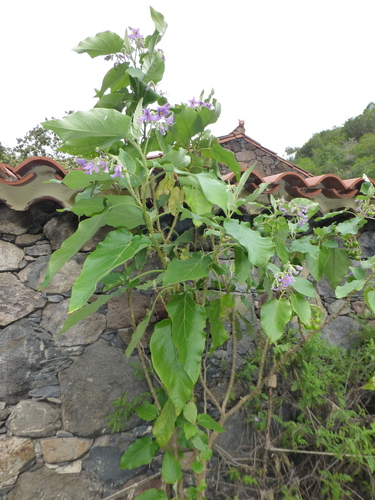 Solanum vespertilio, photograph 2