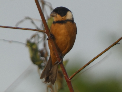 Cinnamon-rumped Seedeater (Sporophila torqueola), photo 2