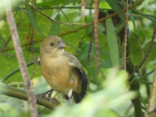 Cinnamon-rumped Seedeater (Sporophila torqueola)